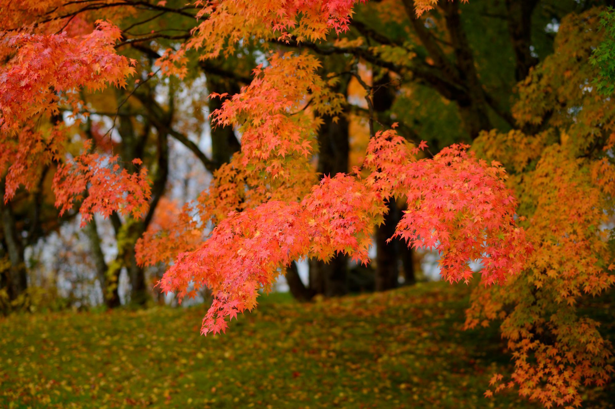 Towada Prince Hotel Kosaka Exteriér fotografie